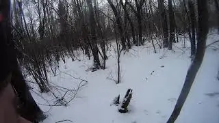 Охота соседи 2016 ЗСЛ Хан(3года) отработал секача
