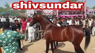 marwari stallion shivsundar : jasara horse show 2021