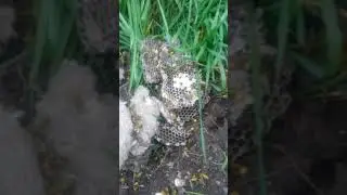 ЯК  МИ  ОС ЛОВИЛИ,  АБО  НЕНОРМАТИВНА  ЛЕКСИКА,   БО  СЕЛО...