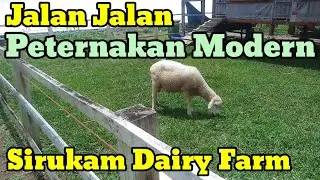 Peternakan Modern Kab. Solok Sirukam Dairy Farm