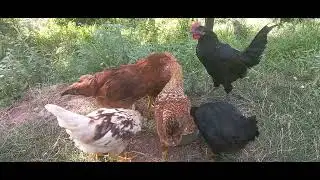 Chicks#birds #chicken #viralvideo #hasnain Murree H.D