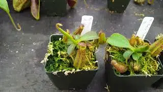 Nepenthes Fancy Tapestry (N fusca x x tiveyi) - first Look