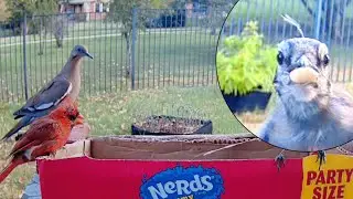 Exciting Blue Jay and Cardinal Playtime