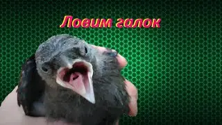 Ловим галчонка, реакция галок / галки кучей защищают своих птенцов