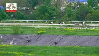 21.05.2023-Пробный приз на кобылах 2-х лет чистокровной верховой породы-Эльшура