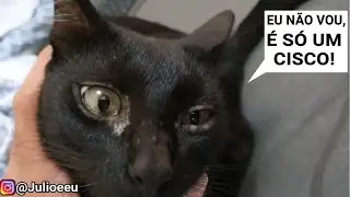 Levei o Júlio no veterinário e o problema no olho dele era a personalidade 🤦🏻‍♂️😂 | Júlio e Eu 😾🧔🏻