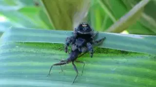 jumping spider eating assassin bug