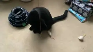 Cute Cat 🥹 #cats #shorts