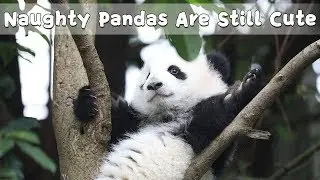 Naughty Pandas Are Still Cute | iPanda