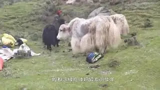 西藏水库足足有8亿斤鱼，为何没人敢捕捞