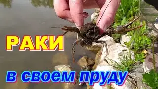 Запускаем раков. Пруд в деревне своими руками...Часть 14