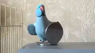Ожереловый попугай Сеня что то хочет от своего отражения