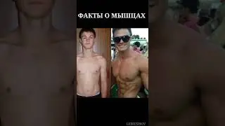 Факт о сердце