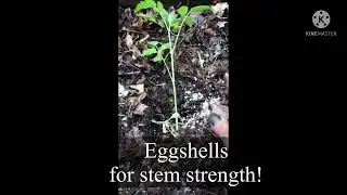 Help!! My Tomatoes are Leggy!!!