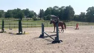 BOARDMASTER - Adoptable Standardbred Gelding - New Vocations Racehorse Adoption Program
