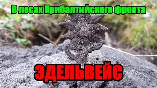 В лесах Прибалтийского фронта. Эдельвейс. / In the forests of the Baltic front. Edelweiss.