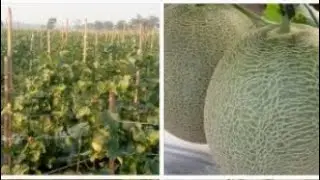 PANEN MELON SUPAER BESAR