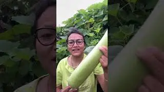 Bottle guard harvest time #vegetables @reenahyankinagvlog5647