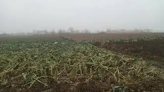Коротко о Погоде в селе Виноградово Херсонская область