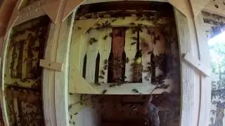 вести с полей от 01.08.2017г