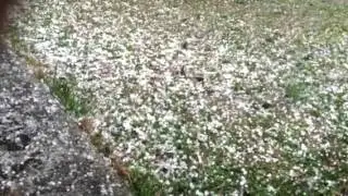 March's Little Hailstones in ATL