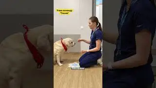 Команда 
