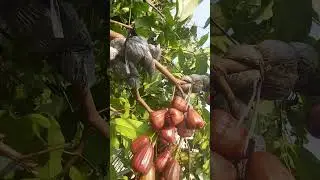 JAMBU AIR DALHARI USIA 2 BULAN SETELAH BUNGA MUNCUL 🌸🍎🍑🍏  #fruits #satisfiying #short #shorts