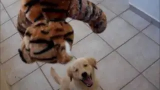 Dog vs Tiger