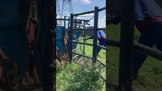 Sorting cattle 