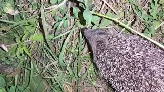 Чуть не наступил на ёжика. Этот ёжик ничего не боится)