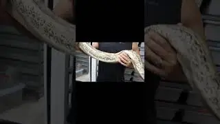 Borneo Short Tail Pythons #snake #pythonclutch #bloodpython #shorts