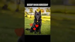 German Shepherds Are The Best 