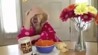 собака ест руками