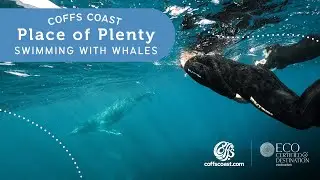 Swim With The Whales On The Coffs Coast