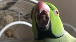 Parrot products in Uk pet store. What products do they sell for birds in England?