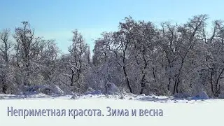 Неприметная красота. Зима и весна