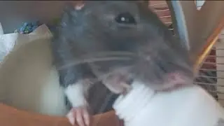 SURPRISE