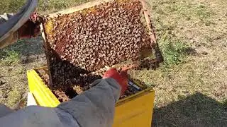 ПОДГОТОВКА ПЧЁЛ К ЗИМОВКЕ. ФОРМИРУЕМ ГНЕЗДО И КОРМИМ. Улей МЕДВЕДЬ на пасеке МЕДВЕДЬ