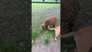 Dog and Sheep grass eating friends