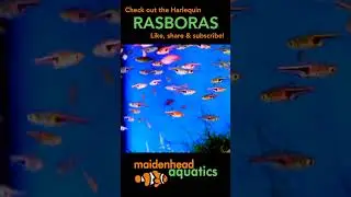 Harlequin Rasboras #rasbora #tropicalfish #fishkeeping