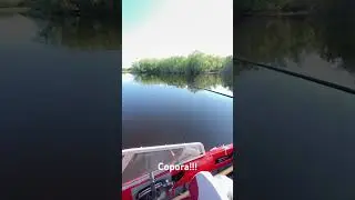 Сорога! Немного порыбачил!