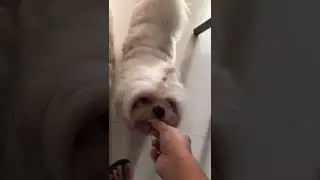 CAN DOGS EAT BREAD? | SNACK TIME | SHORT VIDEO