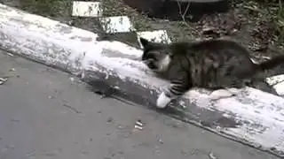 НАПАДЕНИЕ КРЫСЫ НА КОТА!