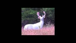 (FREE) p4rkr x bladee type beat - eternity (2020)