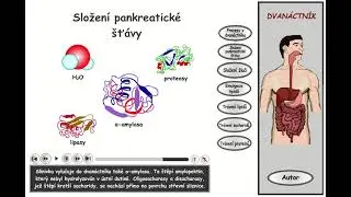 Trávení, část 14: Dvanáctník - složení pankreatické šťávy