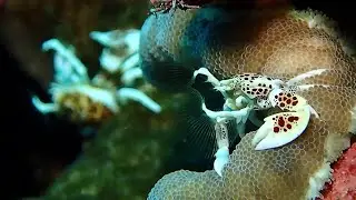 Meet Coolest Deep Sea Creatures Part 3 - Islands Sea Underwater Diving Trip