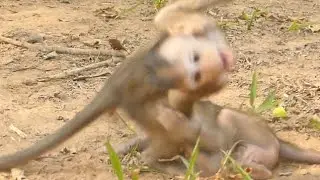 SCREAMING DITO BABY MONKEY GOT PEPPER BABY BITEN | MONKEY TECHNIQUE