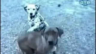 эллизиум круглый год   240p