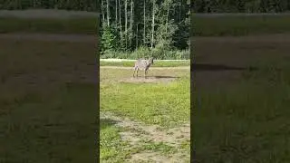 осел ты ишак