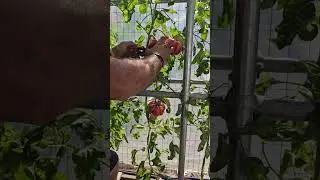 Mushroom Basket Tomato Follow Up 